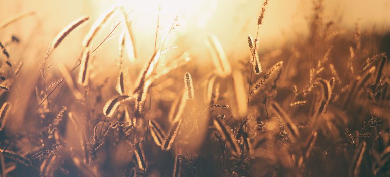 8 Aplikasi Pertanian yang Bermanfaat Bagi Petani dan Konsumen
